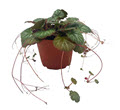 4" Saxifraga Strawberry Begonia (Grower 1352)